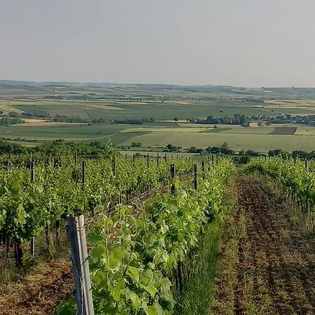 Winzerhof Fleischmann بيت ضيافة Kleinhoflein