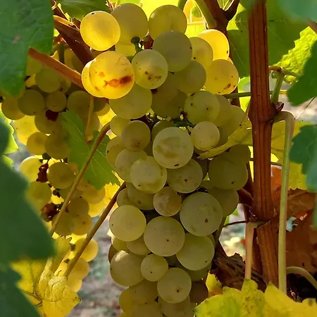 Winzerhof Fleischmann بيت ضيافة Kleinhoflein