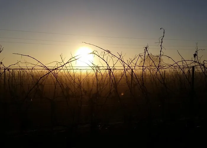 Pensionat Winzerhof Fleischmann