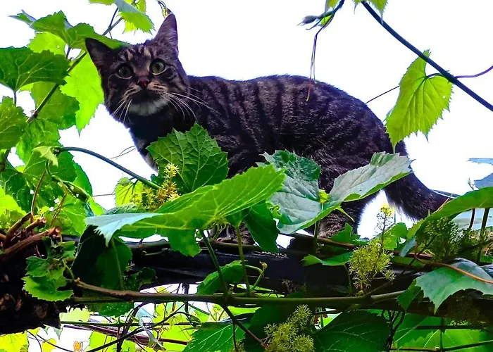 Winzerhof Fleischmann