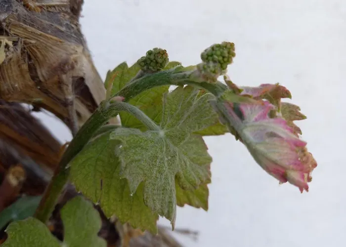 Winzerhof Fleischmann Kleinhoflein