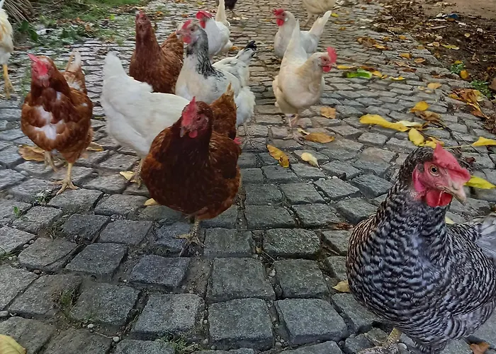 Winzerhof Fleischmann Gasthuis Kleinhoflein