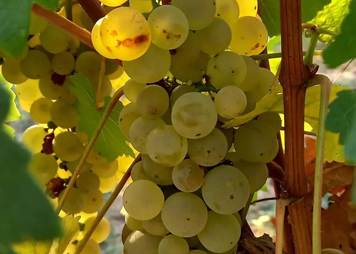 Winzerhof Fleischmann Gasthuis Kleinhoflein